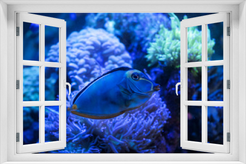 Fototapeta Naklejka Na Ścianę Okno 3D - Blonde naso tang fish swimming