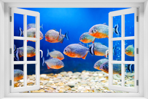 Fototapeta Naklejka Na Ścianę Okno 3D - Beautiful  aquarium