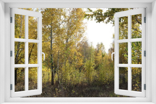 Fototapeta Naklejka Na Ścianę Okno 3D - Beautiful autumn forest stands in the golden foliage