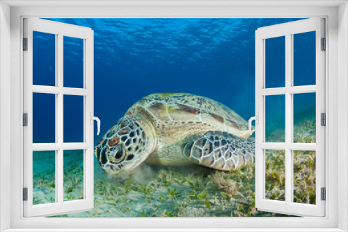 Fototapeta Naklejka Na Ścianę Okno 3D - Green sea turtle in a sea grass meadow