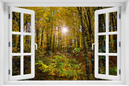 Fototapeta Naklejka Na Ścianę Okno 3D - Sunrise in autumn forest