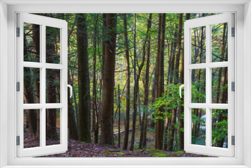 Fototapeta Naklejka Na Ścianę Okno 3D - Large Stand Of Hardwood Trees, Forest Landscape Early Autumn