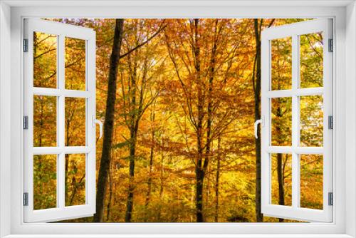 Fototapeta Naklejka Na Ścianę Okno 3D - Forest. Nature. Autumn. Landscape. Trees.