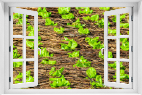 Fototapeta Naklejka Na Ścianę Okno 3D - Food background. Green sprouts of chinese cabbage closeup on a garden bed in rural garden, Vietnam.