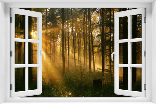 Fototapeta Naklejka Na Ścianę Okno 3D - Magiczny las