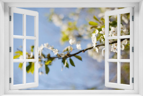 Fototapeta Naklejka Na Ścianę Okno 3D - Spring flowers./ Nature blossom white cherry on blue sky background