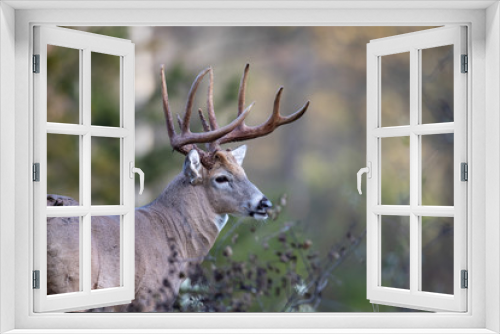 Fototapeta Naklejka Na Ścianę Okno 3D - An alert buck white-tailed deer.
