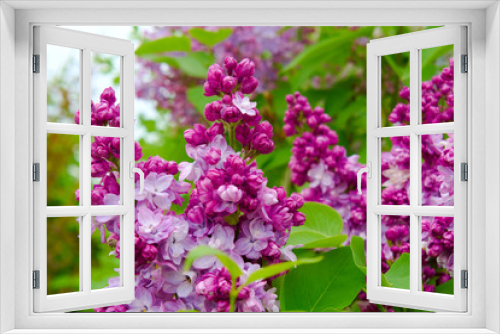 Fototapeta Naklejka Na Ścianę Okno 3D - Lilac flowers close up.