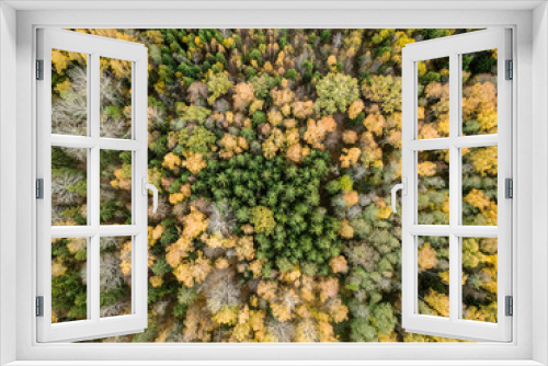 Fototapeta Naklejka Na Ścianę Okno 3D - drone image. aerial view of rural area in autumn with yellow and red colored trees from above