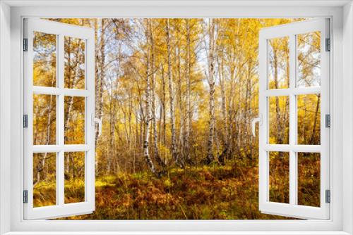 Fototapeta Naklejka Na Ścianę Okno 3D - Beautiful autumn forest with different trees