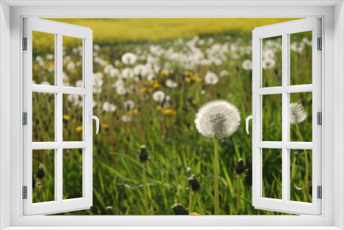 Fototapeta Naklejka Na Ścianę Okno 3D - Wiosenna łąka