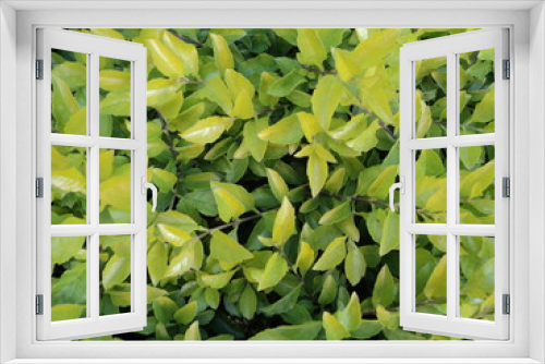 Fototapeta Naklejka Na Ścianę Okno 3D - Leaves in the garden