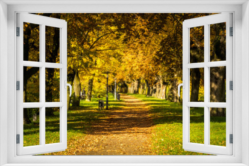 Fototapeta Naklejka Na Ścianę Okno 3D - Spaziergang durch die Baumallee im Herbst