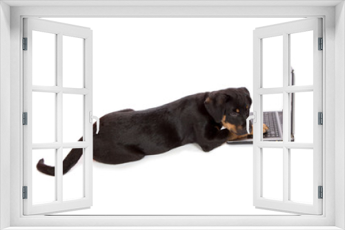 Fototapeta Naklejka Na Ścianę Okno 3D - Rottweiler Puppy with paw on Laptop against white background