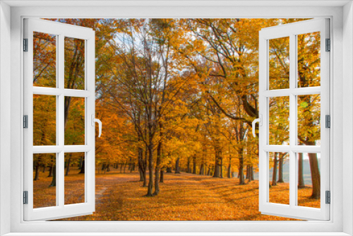Fototapeta Naklejka Na Ścianę Okno 3D - Artistic autumn forest photographs 