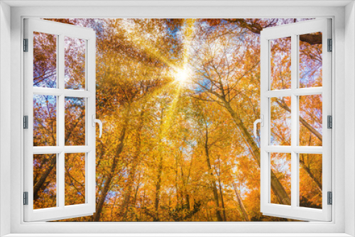 Fototapeta Naklejka Na Ścianę Okno 3D - beautiful autumn. Golden autumn scene