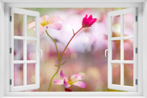 Fototapeta Naklejka Na Ścianę Okno 3D - wild flower