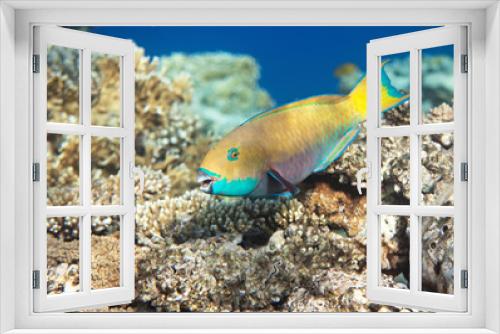 Fototapeta Naklejka Na Ścianę Okno 3D - Heavybeak parrotfish