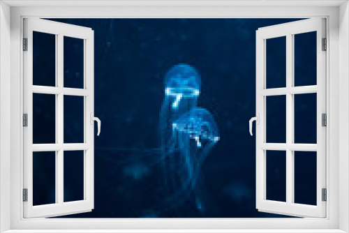 Fototapeta Naklejka Na Ścianę Okno 3D - jellyfish medusa　creature　animal　insect