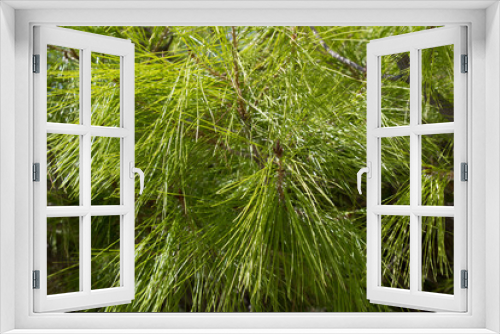 Fototapeta Naklejka Na Ścianę Okno 3D - Pine needles. Closeup.