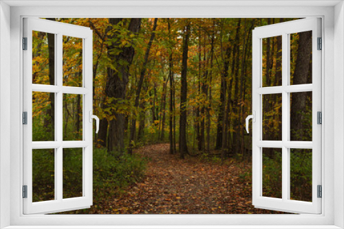 Fototapeta Naklejka Na Ścianę Okno 3D - Brown and Orange Leaf Covered Trail Through Dark Green and Yellow Autumn Forest