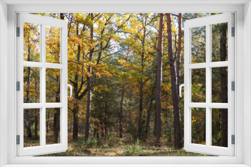 Fototapeta Naklejka Na Ścianę Okno 3D - jesień w lesie 