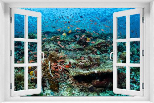 Fototapeta Naklejka Na Ścianę Okno 3D - Colorful Reef Fish and Corals in Alor, Indonesia