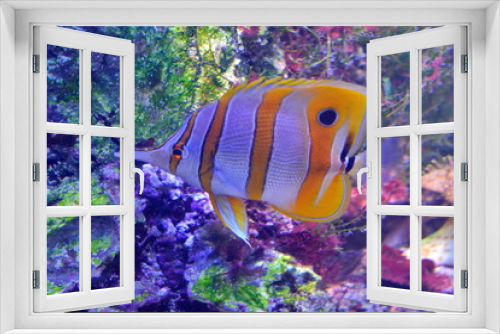 Fototapeta Naklejka Na Ścianę Okno 3D - Chelmon rostratus. Beauty yellow coralfish butterflyfish on background of bright tropical corals