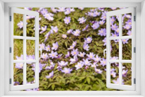 Fototapeta Naklejka Na Ścianę Okno 3D - Carpet of Anemone Nemorosa (shallow Depth of field)