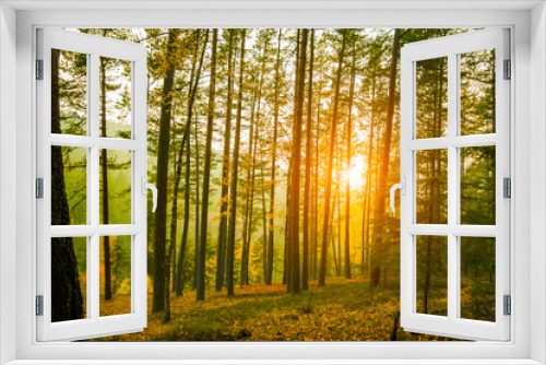 Fototapeta Naklejka Na Ścianę Okno 3D - Kiefernwald mit Sonnenuntergang