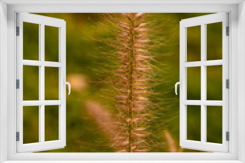 Fototapeta Naklejka Na Ścianę Okno 3D - Grashalm im Herbst
