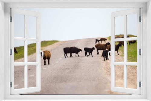 Fototapeta Naklejka Na Ścianę Okno 3D - A herd of rams cross the road
