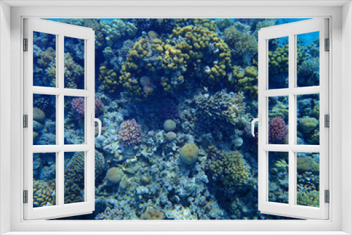 Fototapeta Naklejka Na Ścianę Okno 3D - coral reef in Egypt