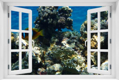 Fototapeta Naklejka Na Ścianę Okno 3D - coral reef in Egypt