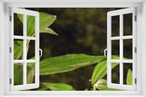 Fototapeta Naklejka Na Ścianę Okno 3D - Folha de árvore