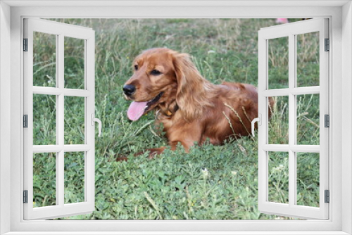 Fototapeta Naklejka Na Ścianę Okno 3D - spaniel