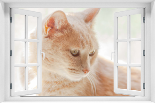 Fototapeta Naklejka Na Ścianę Okno 3D - light red cat with honey eyes on the background of a Sunny window 