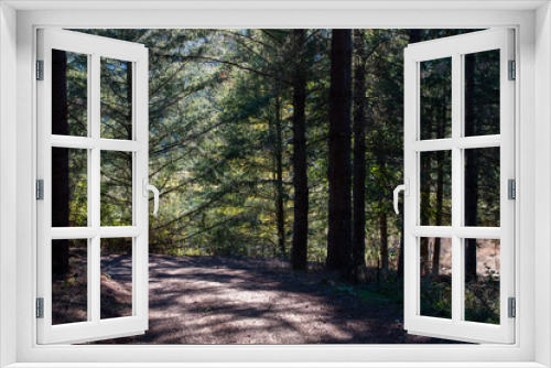 Fototapeta Naklejka Na Ścianę Okno 3D - Forest road