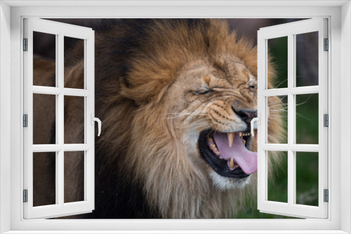 Fototapeta Naklejka Na Ścianę Okno 3D - roaring lion portrait