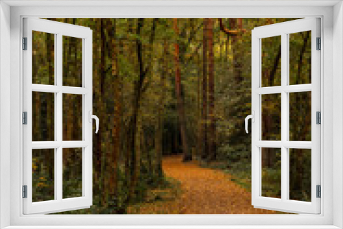 Fototapeta Naklejka Na Ścianę Okno 3D - Southwood Woodland pathway