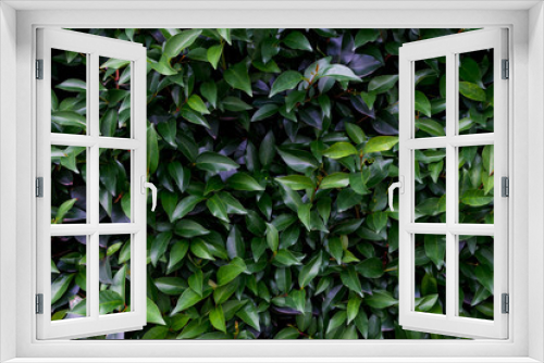 Fototapeta Naklejka Na Ścianę Okno 3D - Ficus tree leaves texture