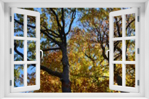Fototapeta Naklejka Na Ścianę Okno 3D - Bäume im Herbstwald