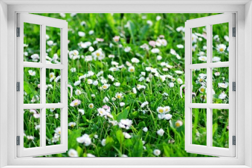 Fototapeta Naklejka Na Ścianę Okno 3D - White daisy