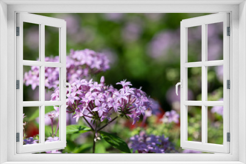 Fototapeta Naklejka Na Ścianę Okno 3D - ピンク色のペンタスの花