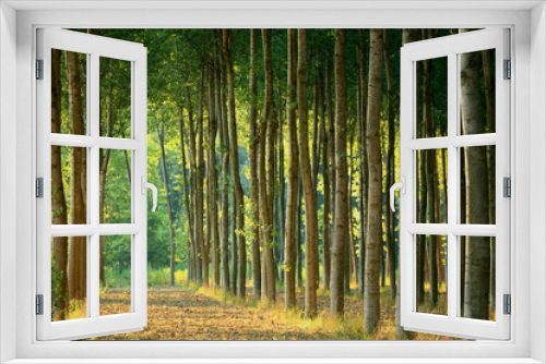 Fototapeta Naklejka Na Ścianę Okno 3D - alberi 57
