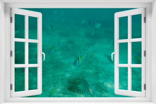 Fototapeta Naklejka Na Ścianę Okno 3D - Underwater, in Phuket Thailand