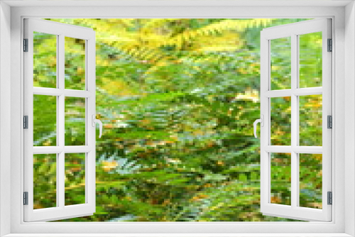 Fototapeta Naklejka Na Ścianę Okno 3D - Fern in forest. Fern bushes and yellow leaves. Forest landscape with large green leaves. Green plants in open. Natural pattern. Untouched nature