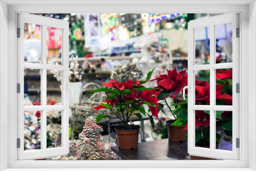Fototapeta Naklejka Na Ścianę Okno 3D - Potted Poinsettia flowers and Christmas decor in market