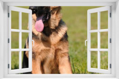 Fototapeta Naklejka Na Ścianę Okno 3D - German Shepherd dog on the grass