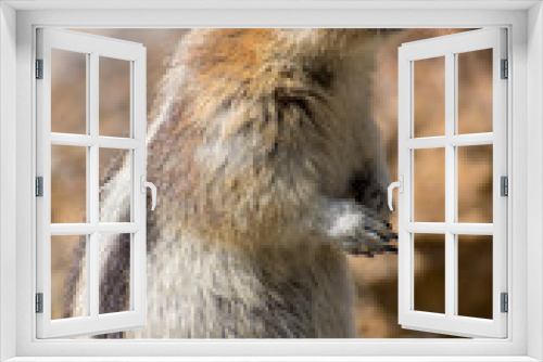 Fototapeta Naklejka Na Ścianę Okno 3D - Canada rockies, Banff, squirrel